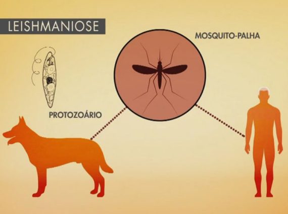 Combate às Leishmanioses, tegumentar e visceral (calazar). Tais doenças persistem como um importante problema de saúde mundial.