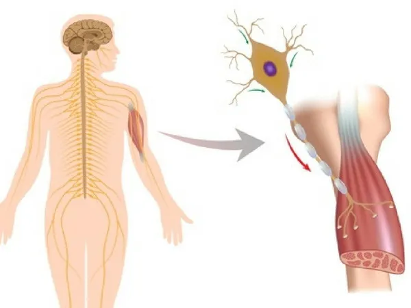 Dia Nacional da Pessoa com Atrofia Muscular Espinhal (AME)