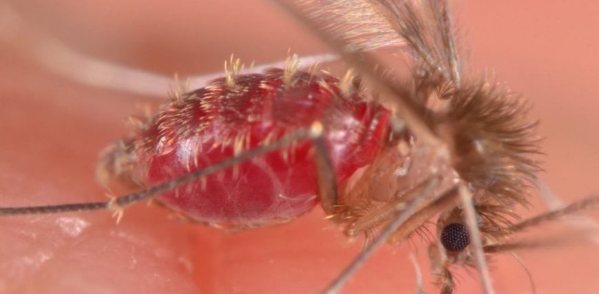 Semana Nacional de Controle e Combate à Leishmaniose