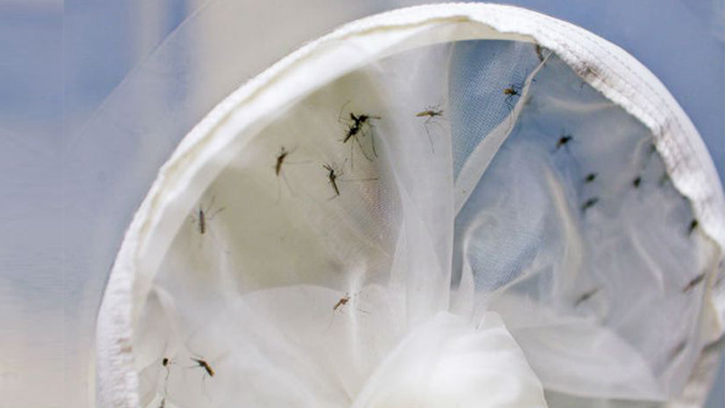 Prévia de Capacitação sobre Armadilhas de Ovitrampa