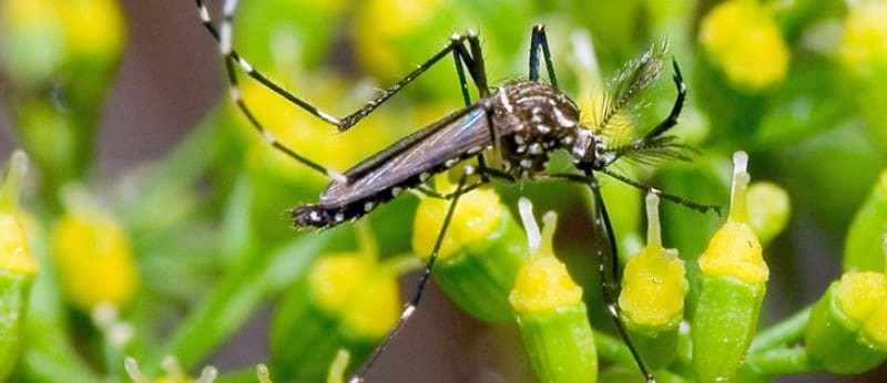 Preenchimento de Planilhas das Arboviroses