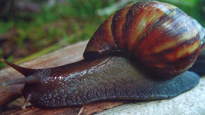 Reunião sobre Identificação e Coleta de Caramujos Africanos nas APs