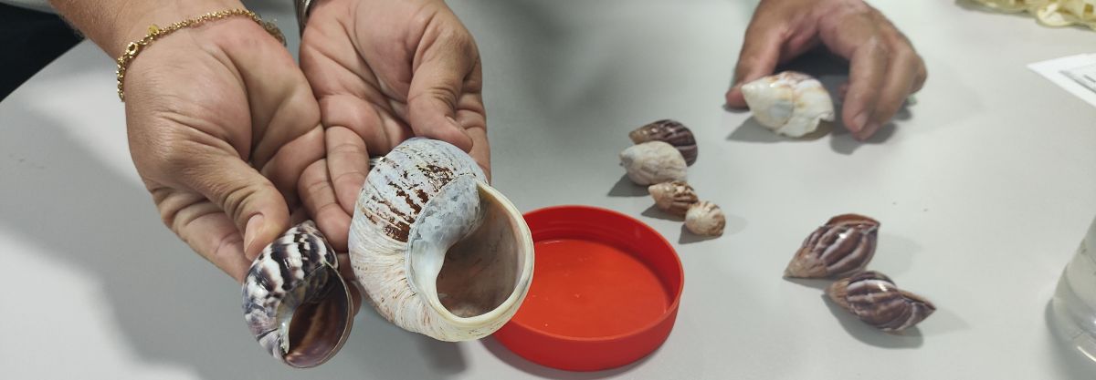 Identificação e Coleta de Caramujos Africanos na AP 5.1